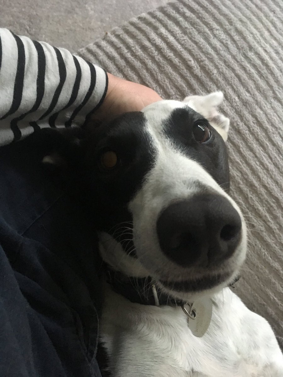 Shannonthelurc1's tweet photo. Me and mine sista I wuv her lots  #shannonthelurcher #shannonshenanigans #sighthoundlove #sighthoundsonsofas #sighthoundsofinstagram #sighthoundrescue #lovelurchers #lurcherlove #lurchersofinstagram #lurchersofig #rescuedogsrock #rescuedismyfavoritebreed #adoptdontshop https://t.co/J44O5Me5ns