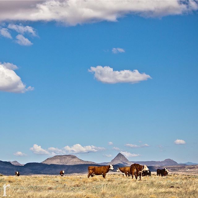 The Cowpocalypse Cometh .
.
.
.
.
#AlpineTX #5Dmarkii #teamcanon #cpfeatureme #canonwhatelse
#bringit #originalphotography #bellusphoto
#ashevillephotographer #dslrofficial #lr_earth #traveladdicted #adventuretravel #solotravel #travelwithme #photographe… bit.ly/2KQOhmD
