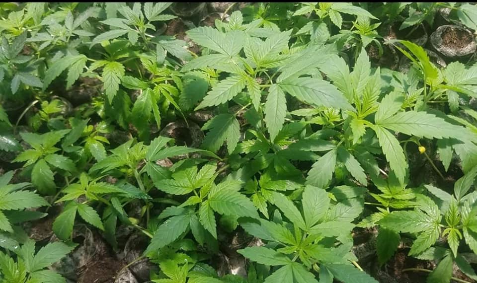 CannaBizOpps's tweet photo. H.E.M.P Arkansas suffered plant losses. Thankfully, it was not detrimental. We are #blessed. Order your seeds, seedlings, clones, biomass, crude oil, distillate, isolate now @ https://t.co/tl1y41sP3t
#hempscm #procurewithpower #research #CBD #hempoil https://t.co/mcOXbKnwkr