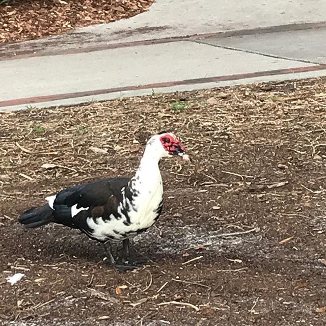 jmkarchitects's tweet photo. So......what kind of bird is this?  Hangs with the swans at lake Eola, ORLANDO https://t.co/P01XmcUgE1 https://t.co/Lv38qVk10b