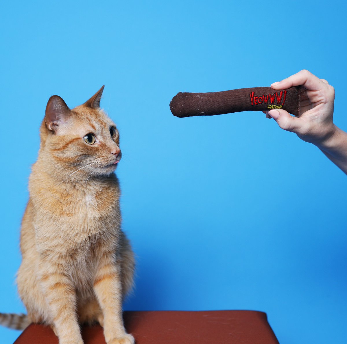 YeowwwCatnip's tweet image. Whisker Lick'n Good! Yeowww! SO GOOD!
📷 by Cat Boss TV #yeowwwcatnip #catnipcigar #catniptoy #catnip