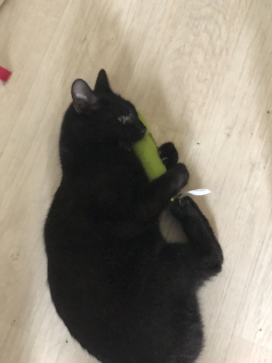 smcbb27's tweet image. Monty’s new toy barely hit the floor before she went into attack mode! @YeowwwCatnip #CatsOfTwitter #BlackCat #yeowwwcatnip