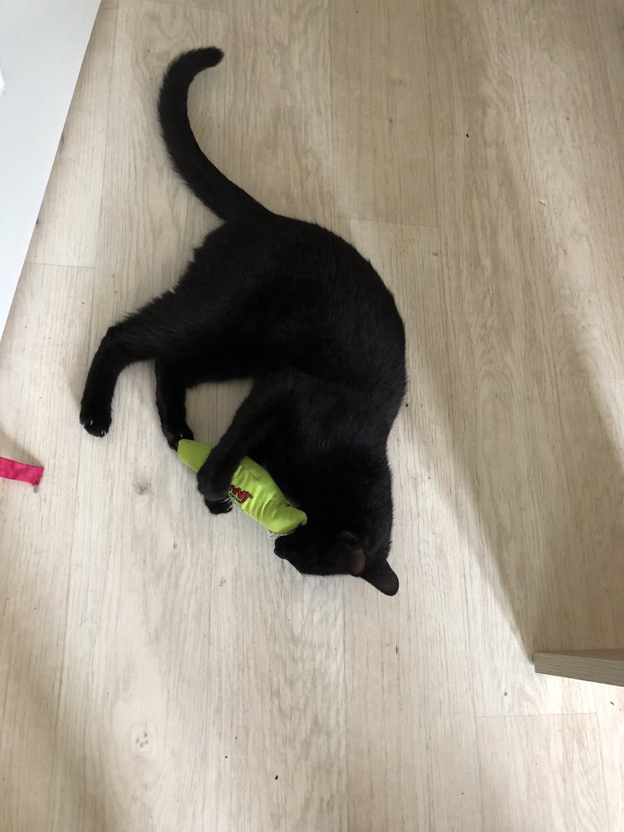 smcbb27's tweet image. Monty’s new toy barely hit the floor before she went into attack mode! @YeowwwCatnip #CatsOfTwitter #BlackCat #yeowwwcatnip