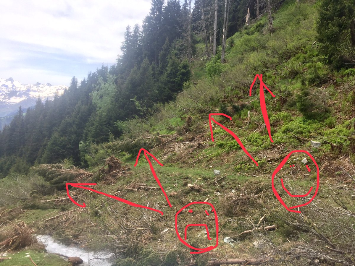 Feldbotanik's tweet image. #Picea abies can‘t cope with #avalanches while #Alnus viridis is adapted to avalanche tracks.
