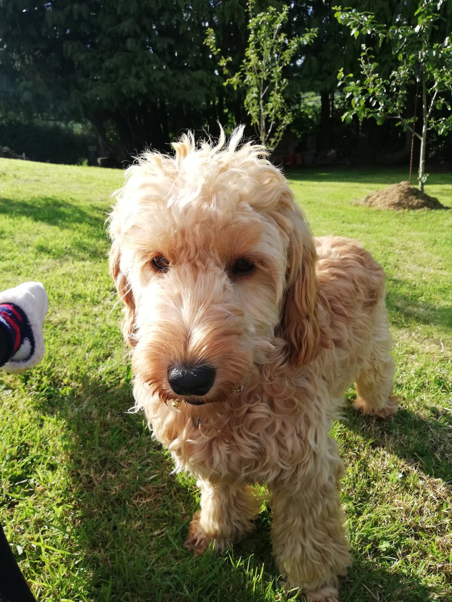 SunnieLeslie's tweet photo. Reunited with my Weetabix Dog 💛🐾💛🐾💛 https://t.co/n7bZB3nSj6