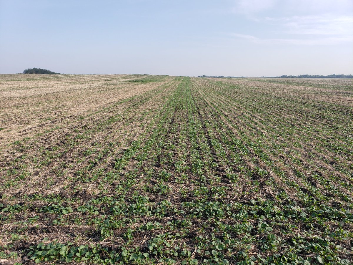 Khaled Bari (@bari_khaled) on Twitter photo A busy morning for vigor rating assessment, of <a href="/CROPLANseed/">CROPLAN_North</a> canola in our variety trial plot. <a href="/SVFltd/">Sturgeon Valley Fertilizers Ltd.</a> @WinFieldCanada @CrozierPaden <a href="/nicole_crozier1/">Nicole Crozier-Kluthe</a> #svftradeshow19 A busy morning for vigor rating assessment, of <a href="/CROPLANseed/">CROPLAN_North</a> canola in our variety trial plot. <a href="/SVFltd/">Sturgeon Valley Fertilizers Ltd.</a> @WinFieldCanada @CrozierPaden <a href="/nicole_crozier1/">Nicole Crozier-Kluthe</a> #svftradeshow19