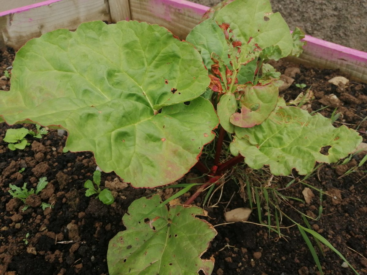 School Garden coming along very nicely!