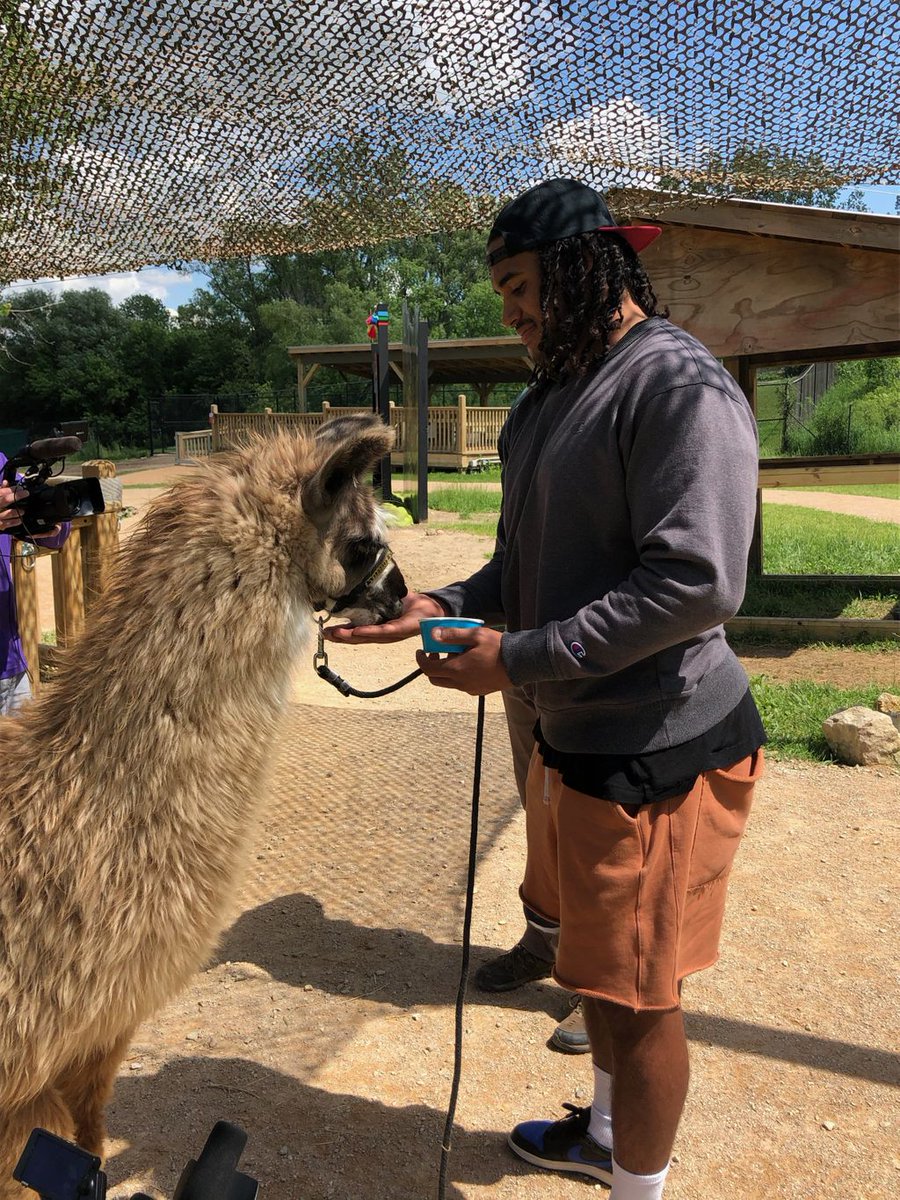 ViktorTheViking's tweet photo. It’s not everyday you get to see @EricKendricks54 feed a llama, be on the lookout for more from Eric’s trip to the #LlamaTrek at @mnzoo on #VikingsHuddle this season! #Skol https://t.co/DhY3ZPqGQ2