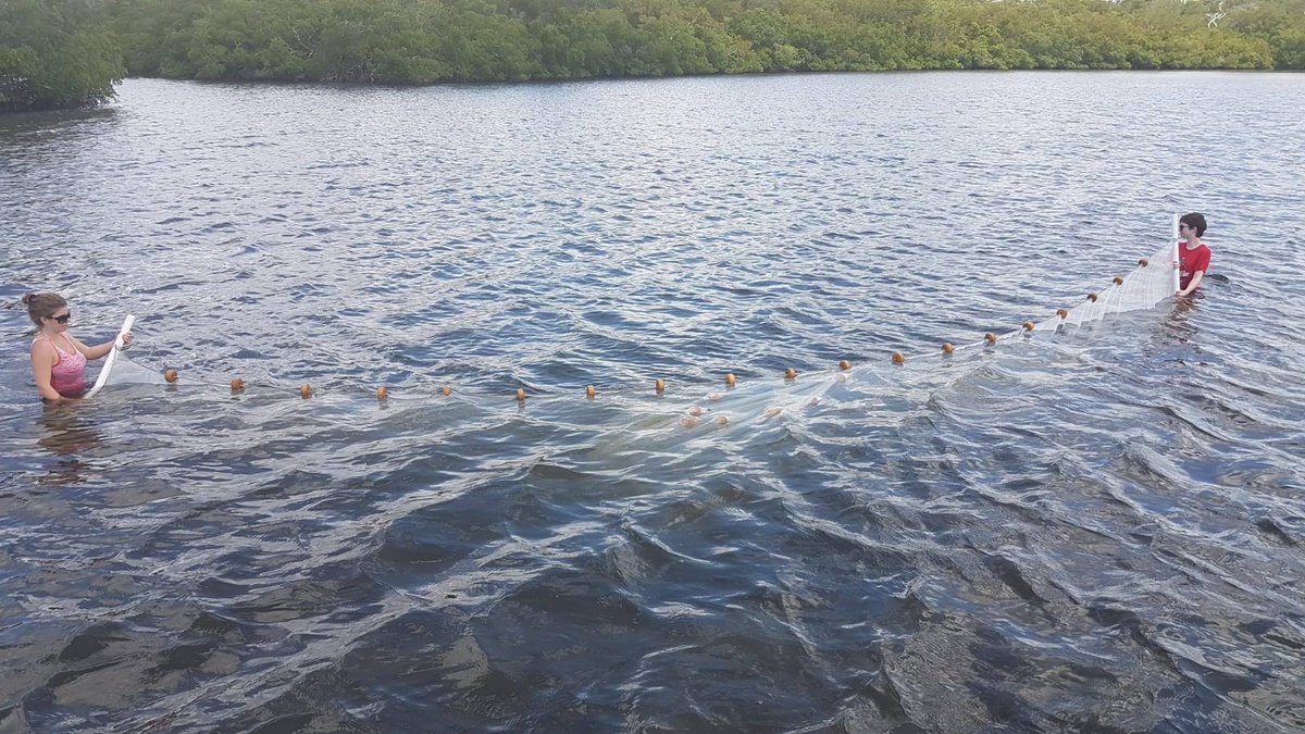 GargiuloEnrica's tweet photo. Another amazing experience has ended up at @fgcu Vester Marine Field Station.
Thank you @SiCreerProf and @Kirthanapillay for giving me such a great opportunity to be part of your amazing project, looking at the Floridian #mangrove habitat! https://t.co/r64oNCJIyP