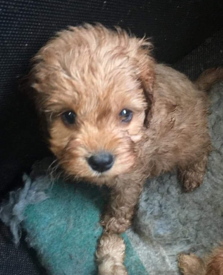 moonflytheatre's tweet photo. This is Bourbon he is our mascot and we love him. He will be sad if you can't make it to the #FormationFest to see some Moon Fly Plays. https://t.co/ItrzXzWCxf