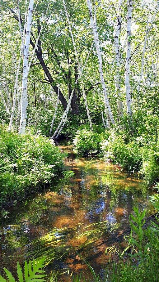 TrueNorthTrail's tweet photo. Nothing but blue skies and sunshine on the trail this morning! 😍
#getoutdoors #trails #FridayFeeling https://t.co/irLbs5Nu6q