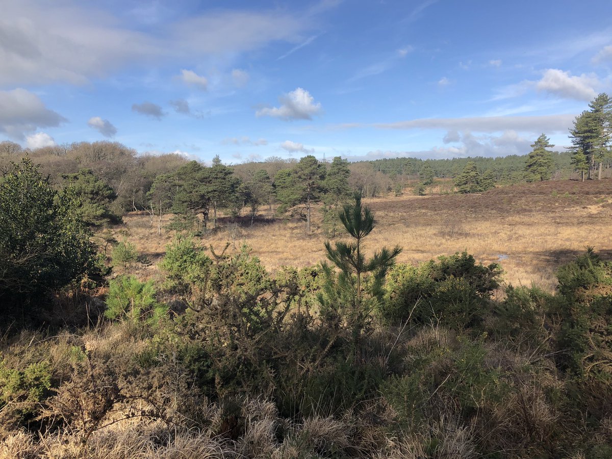 chrissperring's tweet photo. Anyone in Cornwall? I’ll be leading a few wildlife walks for @ForestryEngland @Hawkandowluk this is part of the #Forestfind event and we kick off at 07:00 in Cardinham (Bodmin) @tern09 @Birder_Griffon @MrJonathanMock @naturesgreat https://t.co/8mxthXDpZ9