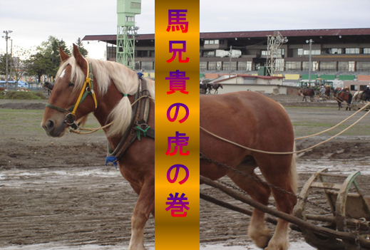 umaaniki's tweet photo. 自信のあるレースを２～４頭に絞り、公開致し���す。
もちろん、中穴や大穴の馬も自信があれば入れます。

　　　　　　　　Coming Soon

#競馬　＃予想 https://t.co/oatkeAhYaC