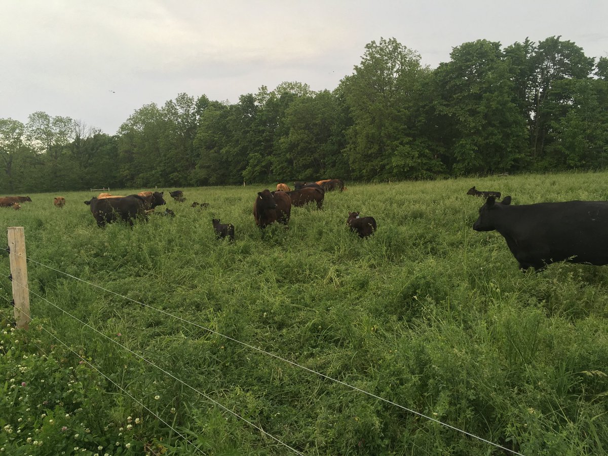 2 weeks into the rotation. Cows &amp; calves following 2 days behind yearlings