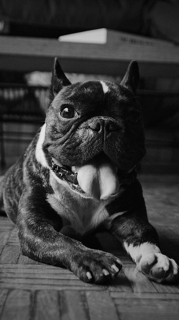 jorge_erana's tweet image. Se mega rifaron con la foto de mi Memo