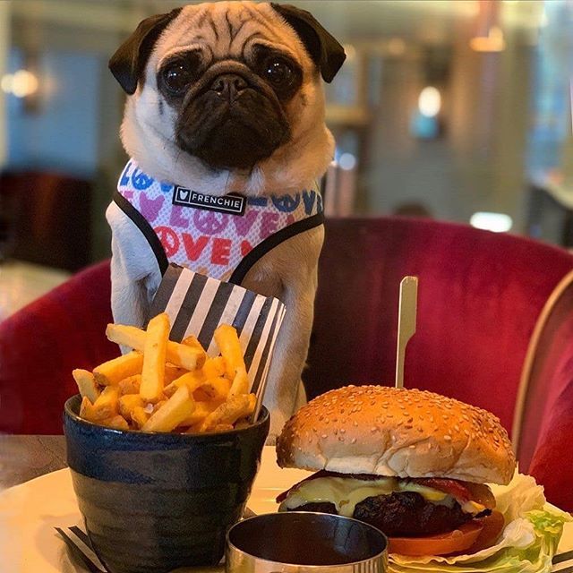 DogFuriendly's tweet image. Fries day, fries day, gotta get down on #friesday!
🍟
Double tap if you're having a 'cheat' day today?
🤭
The gorgeous @little_lil_pug is all over dem chippies at the @thewickedlady.pub in Hertfordshire.
😋
Here our furry pals are allowed in the bar and… bit.ly/31y7MWV