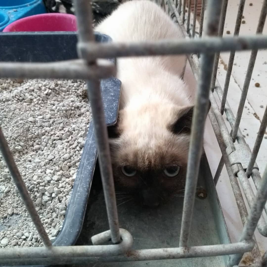 PelutsEls's tweet photo. Gatets nous 🐈i gatets que ja fa dies que hi són🐈🐈, atigrats, grisos, taronges... Tots són macos i tots mereixen una llar🏡, necessiten acollides per socialitzat-los👩‍👩‍👧‍👧🐈. Vols viure una bonica experiència? Consulta'ns: 693 32 23 50 (16h a 22h) #XarxaBarcelonaAdopcions
#FemXarxa https://t.co/P60vn7lSKw