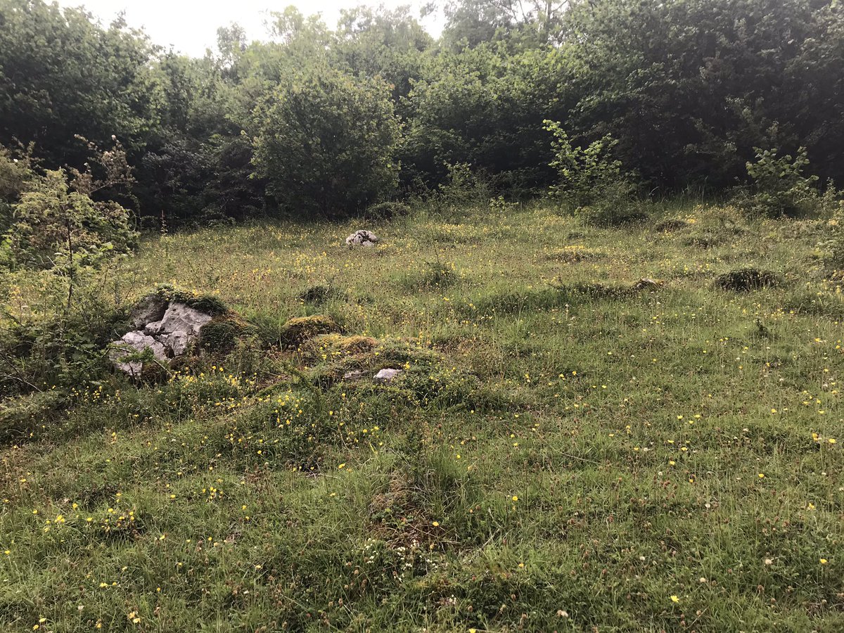 Monks dale #whitepeak #peakdistrict simply one of the most diverse places for #nature in England #structure #vegetation #wild #rewilding #naturereserves if we are serious about restoring nature this has to happen at #landscape scale.