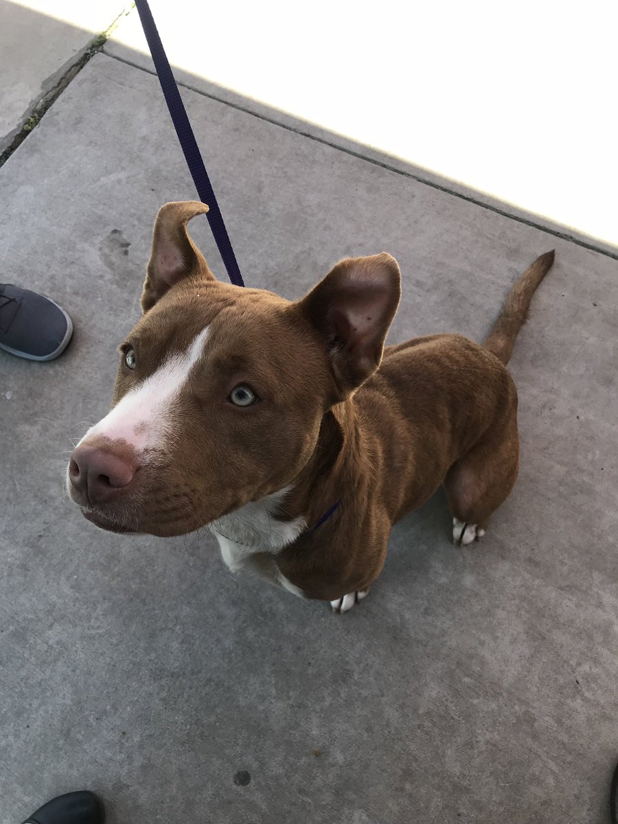 COSAGOV's tweet image. *PLEASE SHARE* #SanAntonio: we need your help! The City has hit capacity at ACS due to overcrowding and these puppies are running out of time to find placement. Head down 4710 TX-151 to  to adopt your new furever friend. This weekend they are having a special adoption event! ❤️🐶