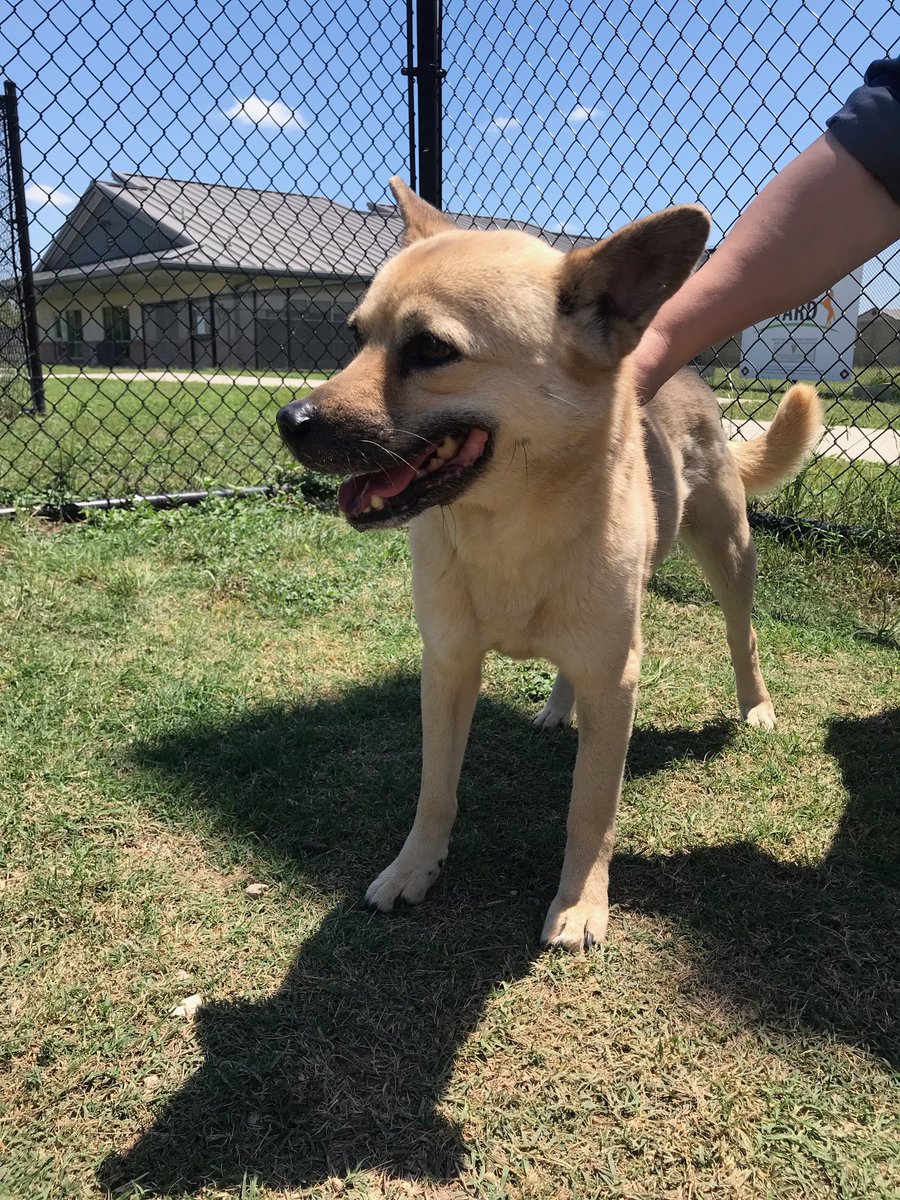 COSAGOV's tweet image. *PLEASE SHARE* #SanAntonio: we need your help! The City has hit capacity at ACS due to overcrowding and these puppies are running out of time to find placement. Head down 4710 TX-151 to  to adopt your new furever friend. This weekend they are having a special adoption event! ❤️🐶