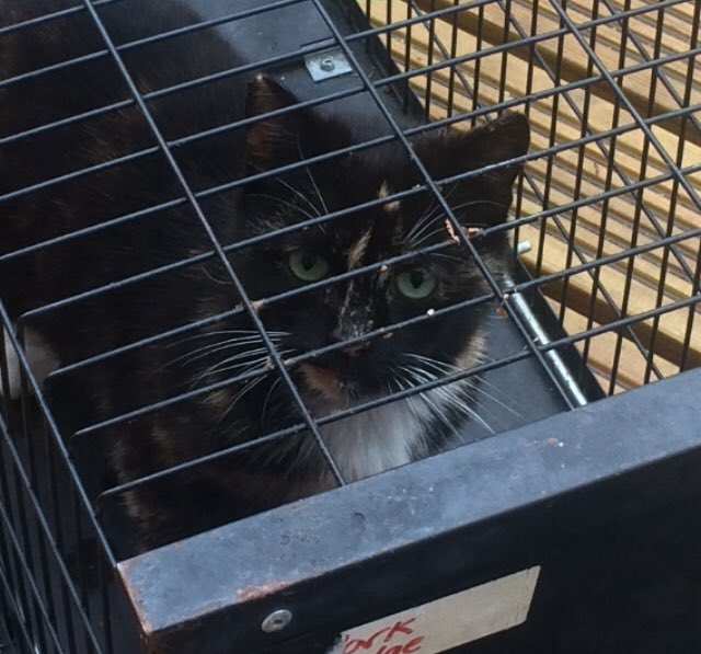 bluekittenshq's tweet photo. 🐾i mock trapped tortie kitty today to check if she’ll go to the trap on Monday to go to vets, she is very ill with wheezing and heavy breathing, that’s why she lost her kitten😿would you RT/donate please to help with her vet bills❤️https://t.co/Za7CbOZdwT❤️ https://t.co/CZk8xF7jZ8