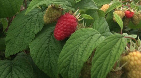 Yara_UK's tweet photo. Don't forget about blueberries ?  Check out our blueberry fertigation programme -  #YaraTera #Kristalon #Krista and #Calcinit Fully soluble fertilisers https://t.co/4SQkUEA9jp https://t.co/wrOXD1knmA