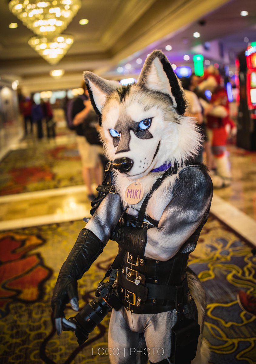 Pup_Leo's tweet photo. Happy #FursuitFriday! 😊💜
Was juuuuust on my way to play some roulette.  I’m thinking... all on 22 black!🤔💰   Wanna play? 

Thanks 📷@LoboLoc0 for the photography. #BLFC2019 #furry #fancybeastFriday https://t.co/me9veGvLkC