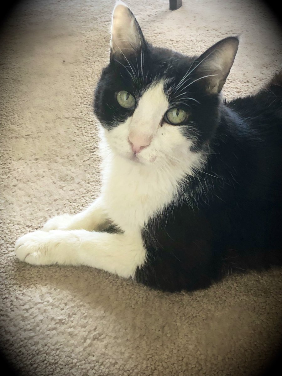 Kat Hawkins is SO photogenic! I adopted him almost 17 years ago from <a href="/LACityPets/">LA Animal Services</a> West LA. He’ll turn 20 in January. 🎉#AdoptDontShop