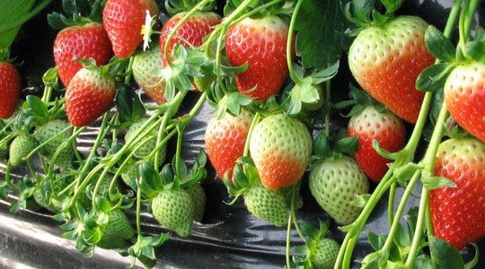 Yara_Ireland's tweet photo. Thinking about growing strawberries ?  Check out our strawberry nutrition programmes - Substrate or Soil - Simple or Sophisticated - It's your choice  #YaraTera #Kristalon #Krista and #Calcinit Designed for fertigation https://t.co/qwxtYdcePB https://t.co/y0PHOKAIIF