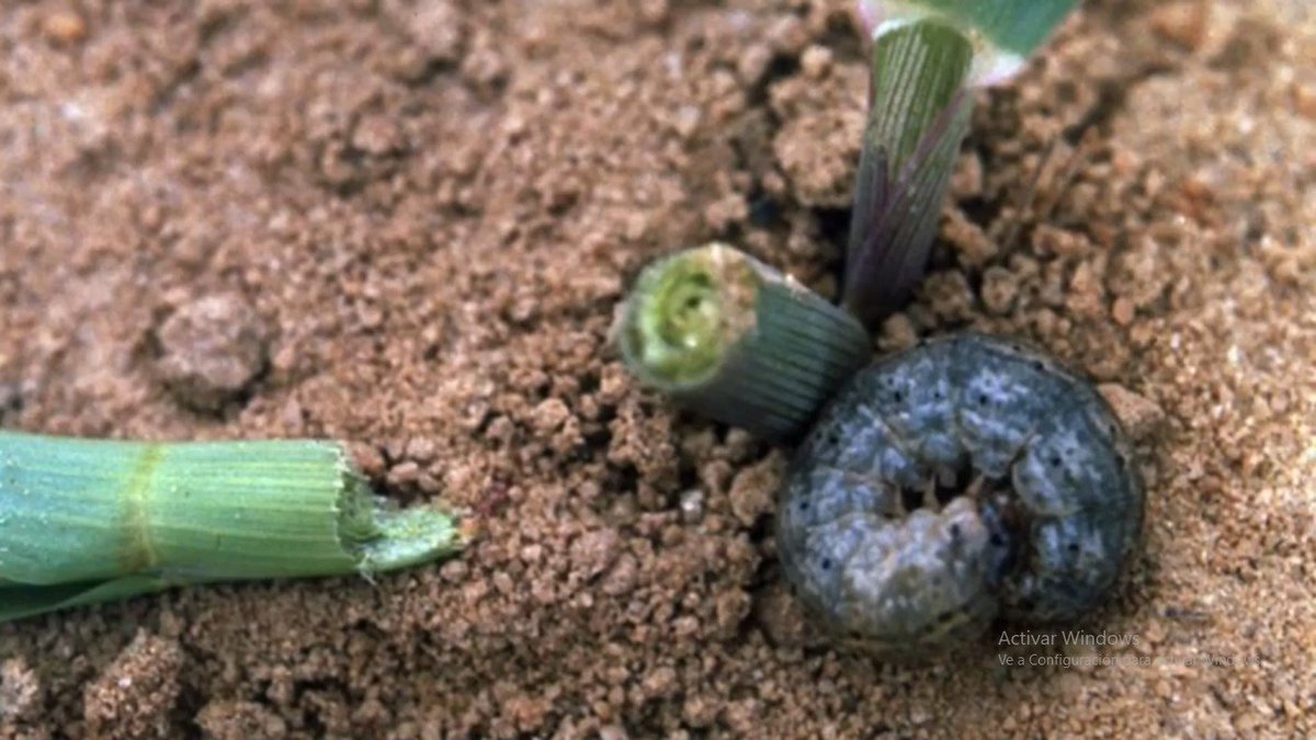 CampoSustentab's tweet photo. Amigo productor no dejes que las plagas como el gusano trozador disminuya tus densidades de población en tu cultivo de maíz. A través del control etológico puedes controlar esta voraz plaga. Utiliza feromonas sexuales para control de esta plaga. Envíos a toda la república. https://t.co/HYBodjzUQX