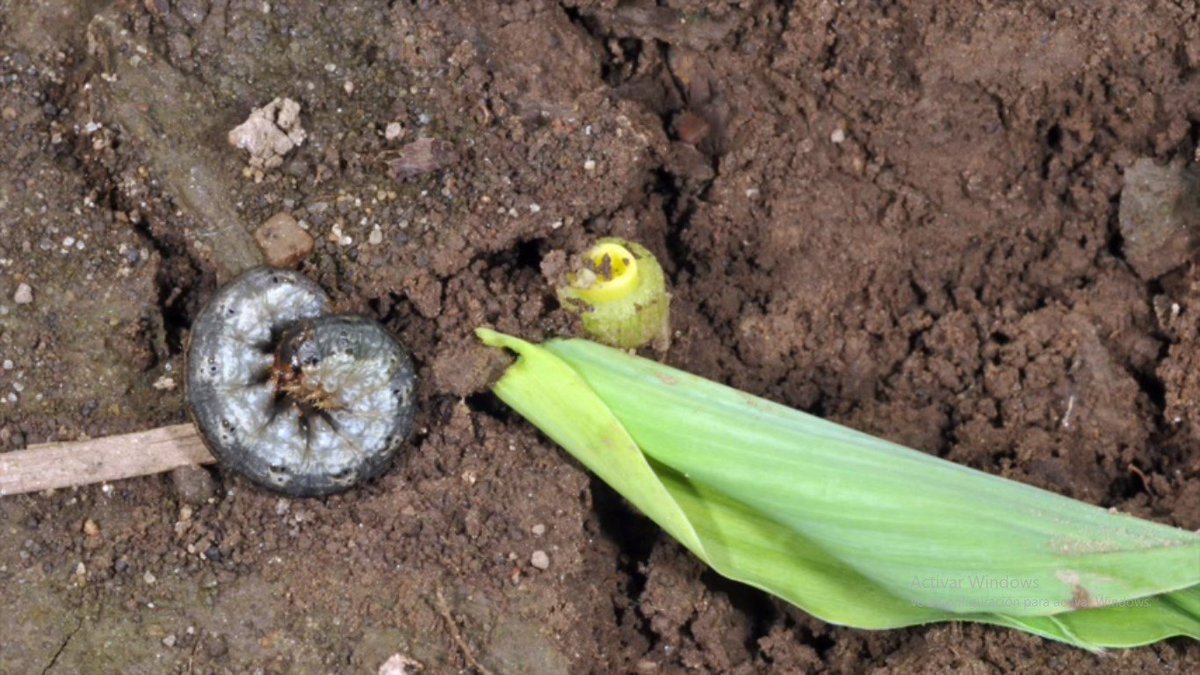 CampoSustentab's tweet photo. Amigo productor no dejes que las plagas como el gusano trozador disminuya tus densidades de población en tu cultivo de maíz. A través del control etológico puedes controlar esta voraz plaga. Utiliza feromonas sexuales para control de esta plaga. Envíos a toda la república. https://t.co/HYBodjzUQX