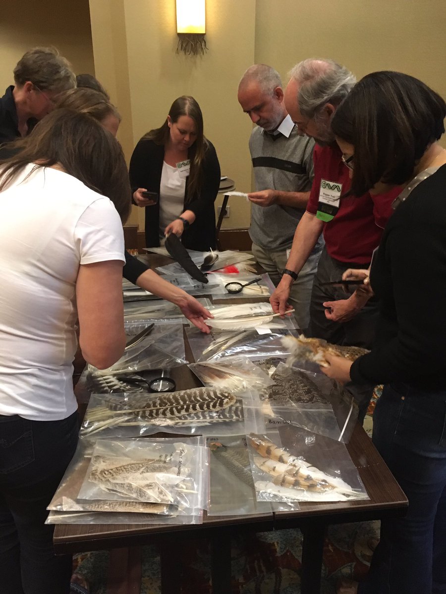 SWFS3's tweet photo. Pepper Trailβs Introduction to Feather identification at #SWFS2019 with an opportunity to put theory into practice! π¦
π¦π¦π¦π https://t.co/ky6n9NUMLQ