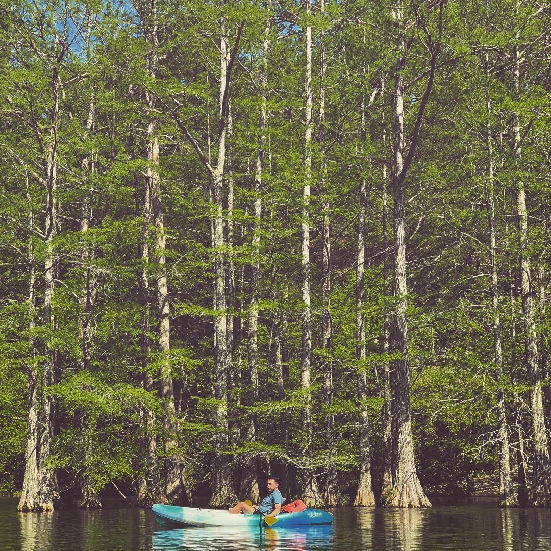 beaversbendokla's tweet photo. How bout those bald cypress trees, @iamlucinovega? They’re the tallest trees in OK and some of our most popular residents here in McCurtain County. #mountainforkriver #beaversbend https://t.co/MGFnQTWNdZ