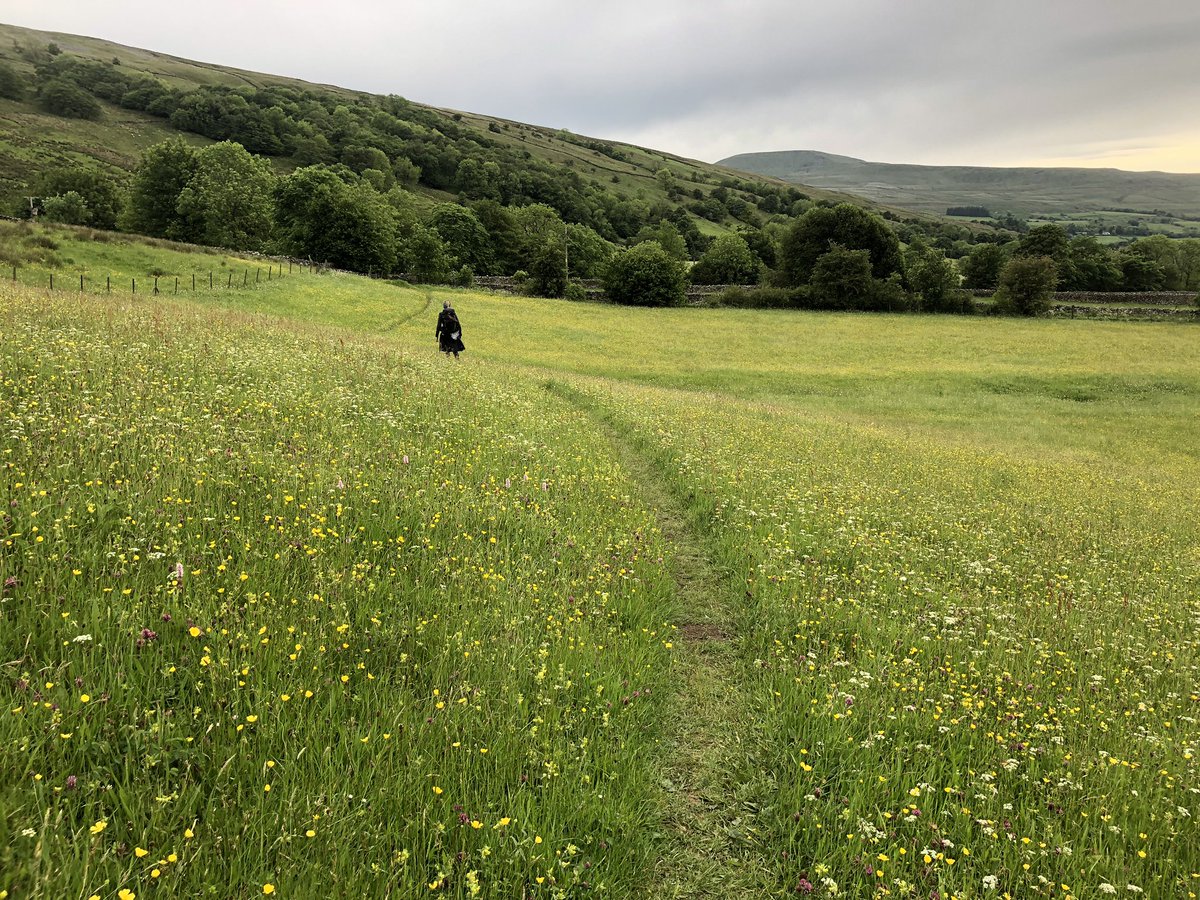 woolismybread's tweet photo. Hay meadow after hay meadow. The final stretch down Dentdale. #walk #charity #shepherdess #ladiesyomp #support #donate https://t.co/pCLSEhDrrG