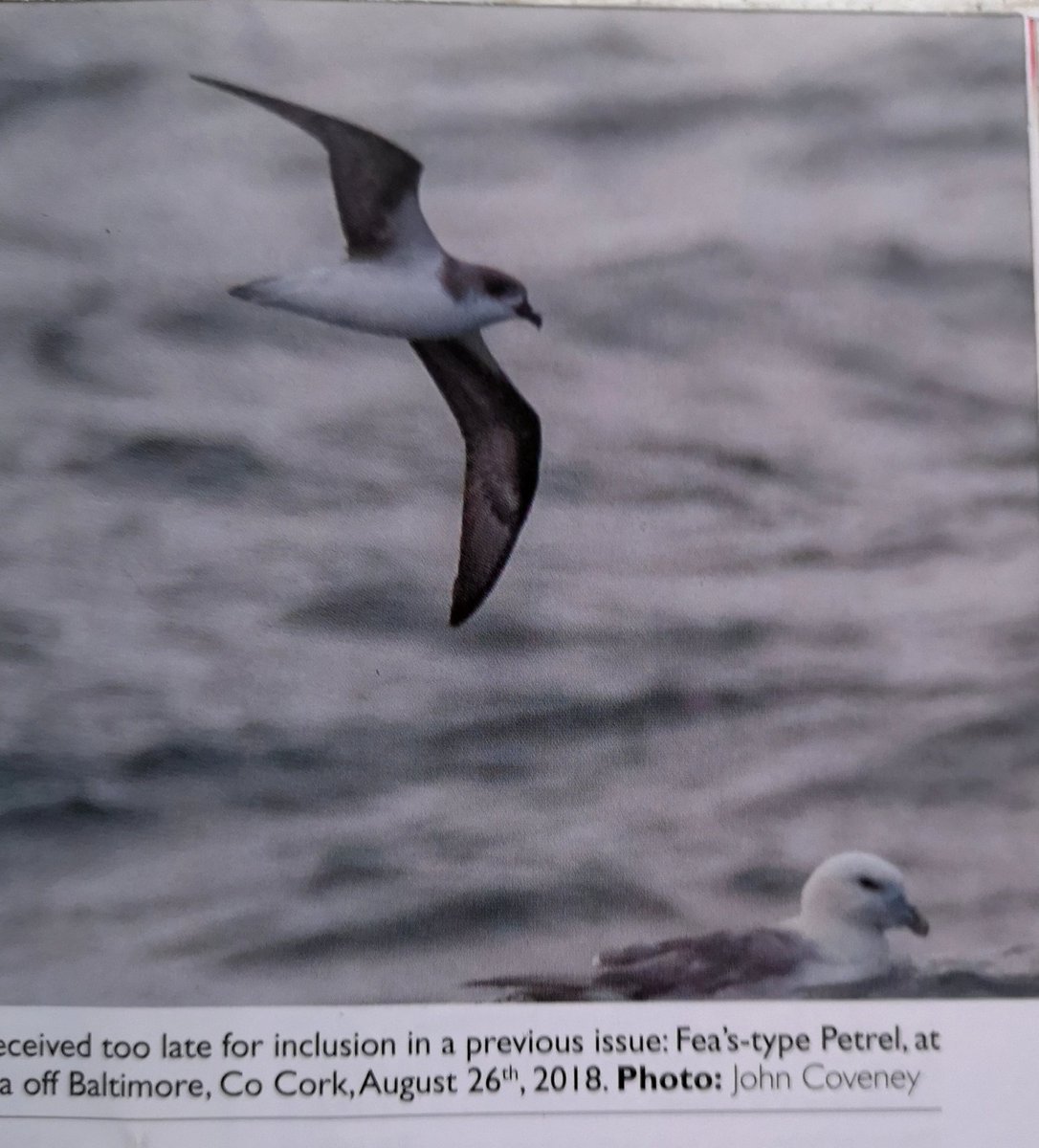 Great to see #FeaPetrel found by Paul Connaughton of @shearwatertours off Baltimore, #WestCork & seen with @Morpheas1791, @mossyhanafin  & @mclachlan_euan in the current issue  #Wings from #BirdWatchIreland @BirdsMatter_ie #pterodroma #pelagic. What #seabirds will the 2019 bring?