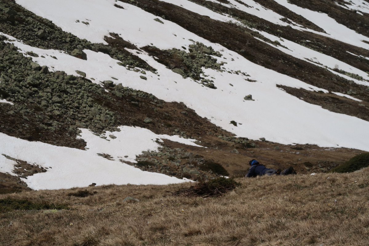 EvansSre's tweet photo. When not striding about the Alps with effortless cool, @p_capi can be found indulging in his favourite sport of mammot-stalking #fieldCH https://t.co/bdkXHpoC8e