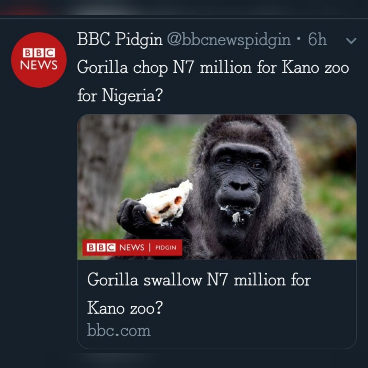 AccessForReal's tweet photo. “Gorilla” is topping trends on Nigerian Twitter. You wonder why?

Reports are that a particular gorilla in a zoo in Kano state has swallowed a whopping sum of #6.8 million.
The Police say they are investigating the situation.
.
.
#Gorilla #KanoZoo #Kano #Twitter #Trends https://t.co/jfcsCBIwGR