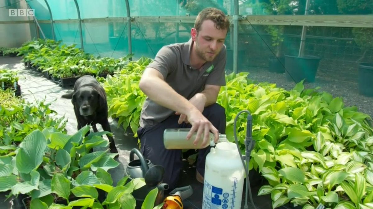 SiennaHosta's tweet photo. As requested garlic wash recipe: 2 bulbs of garlic boiled in 5L of water. Strain, the water remaining is your concentrate. 2 table spoons in a 5L sprayer or watering can watered over your hostas once a week. More during wet weather. @GWandShows @BBCGWLive #siennahosta https://t.co/ybrDxXTS1V