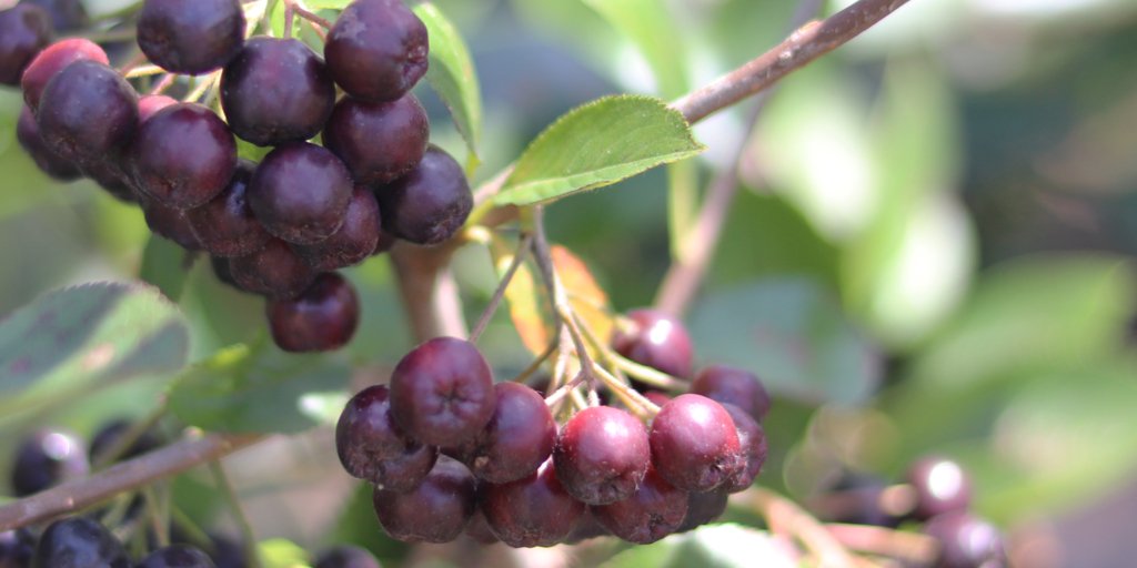 If superfoods were like sports teams, the acaí berry would—without question—be the all-star quarterback. Betty Gold for <a href="/RealSimple/">Real Simple</a> #smoothie #acaiberry #healthy bit.ly/2K9dwRC