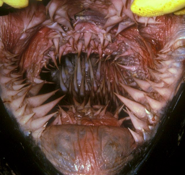 SwearyScientist's tweet photo. Looking down the throat of a Leatherback Turtle.
Sweet dreams you fucks!
#SwearyScience🤬 https://t.co/ulwDuNIHE1