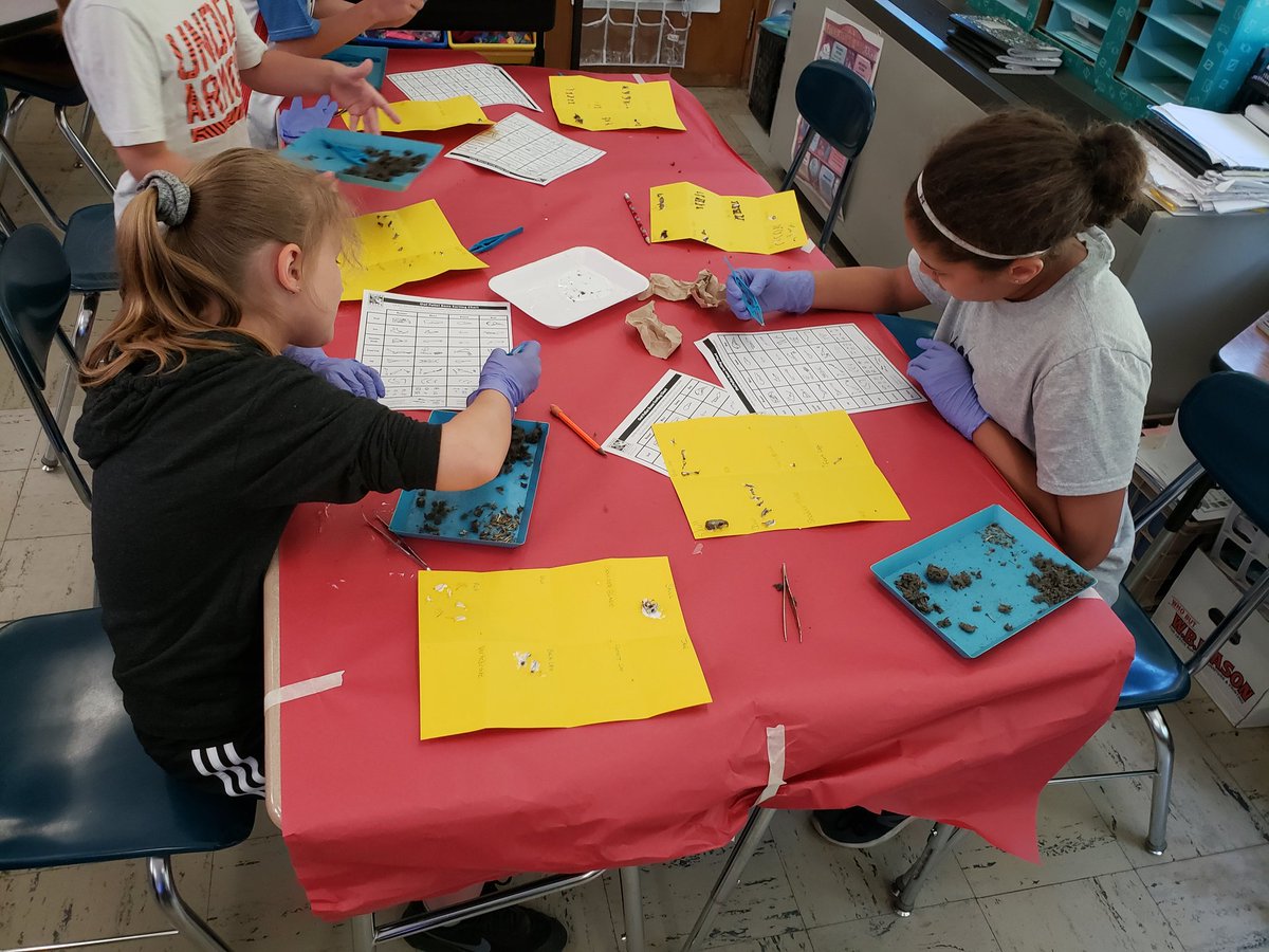 Owl pellet dissection.