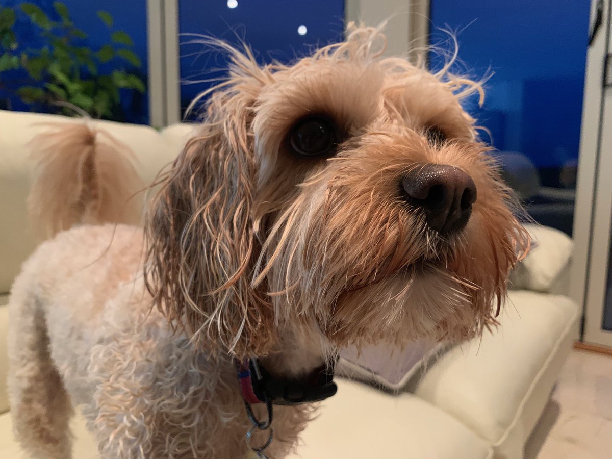Halftonyotter's tweet image. Lottie the #cavapoo turned out to be quite skinny after she fell into the pool but was #goodswimmer #wet dog #stillneedmyball