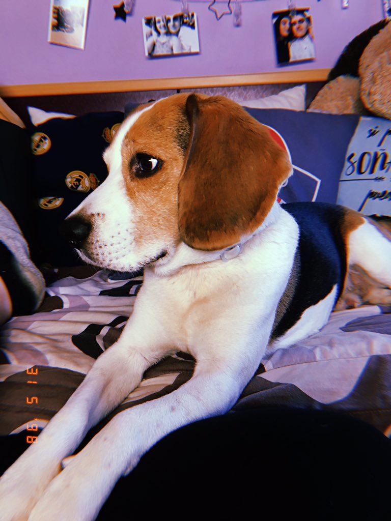 AinhoaCuervo's tweet photo. Mi corazón es tuyo, siempre tuyo 🐶♥️ https://t.co/SNuoDfdIh5