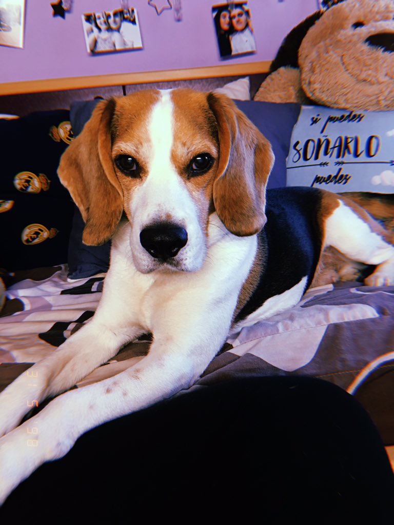 AinhoaCuervo's tweet photo. Mi corazón es tuyo, siempre tuyo 🐶♥️ https://t.co/SNuoDfdIh5