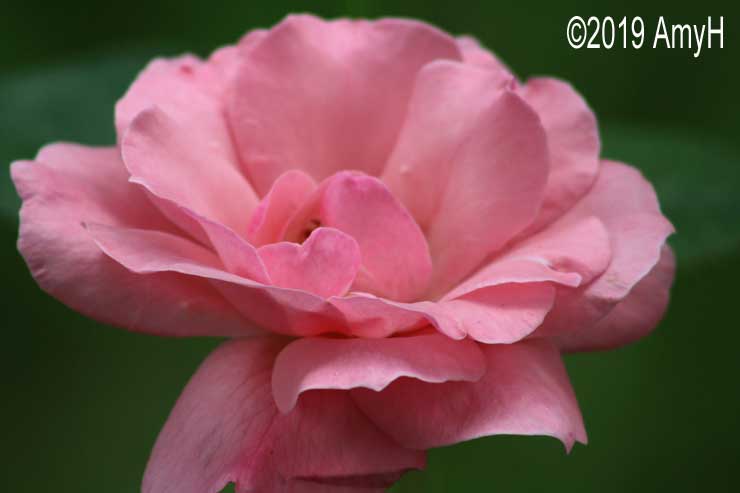 mercblues's tweet photo. For @MDesbarres ... Have a nice weekend. ๐ #justsnapped #prettyrose https://t.co/dcOsvtclXx
