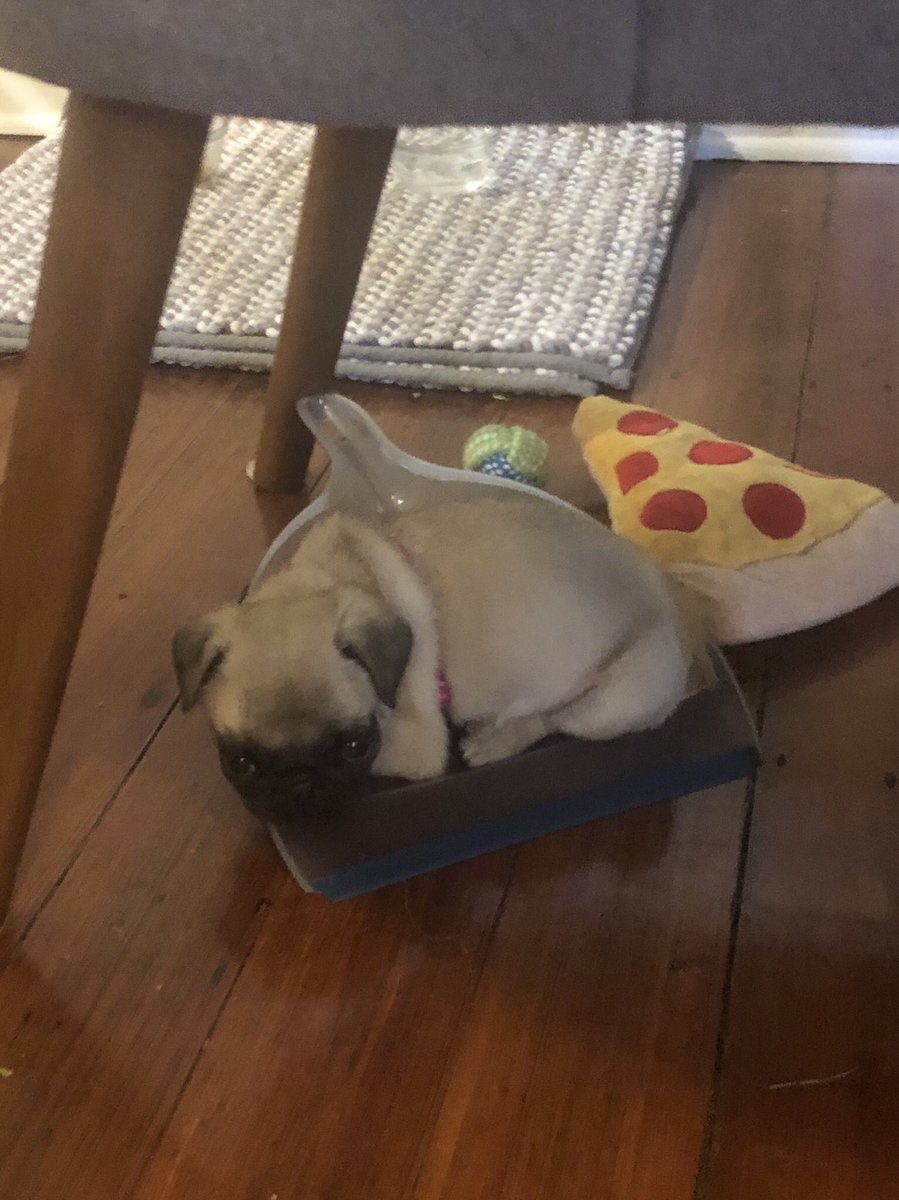 nataliesurely's tweet photo. guess who pulled the mini dustpan out from behind the radiator and took a nap in it https://t.co/Y60o7cqOyX