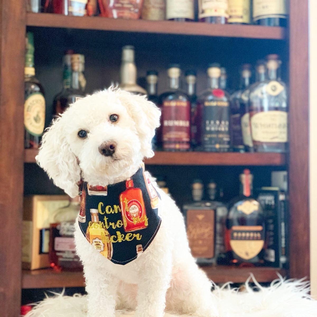 Happy #nationalbourbonday #bourboncollector #maltipoopuppy