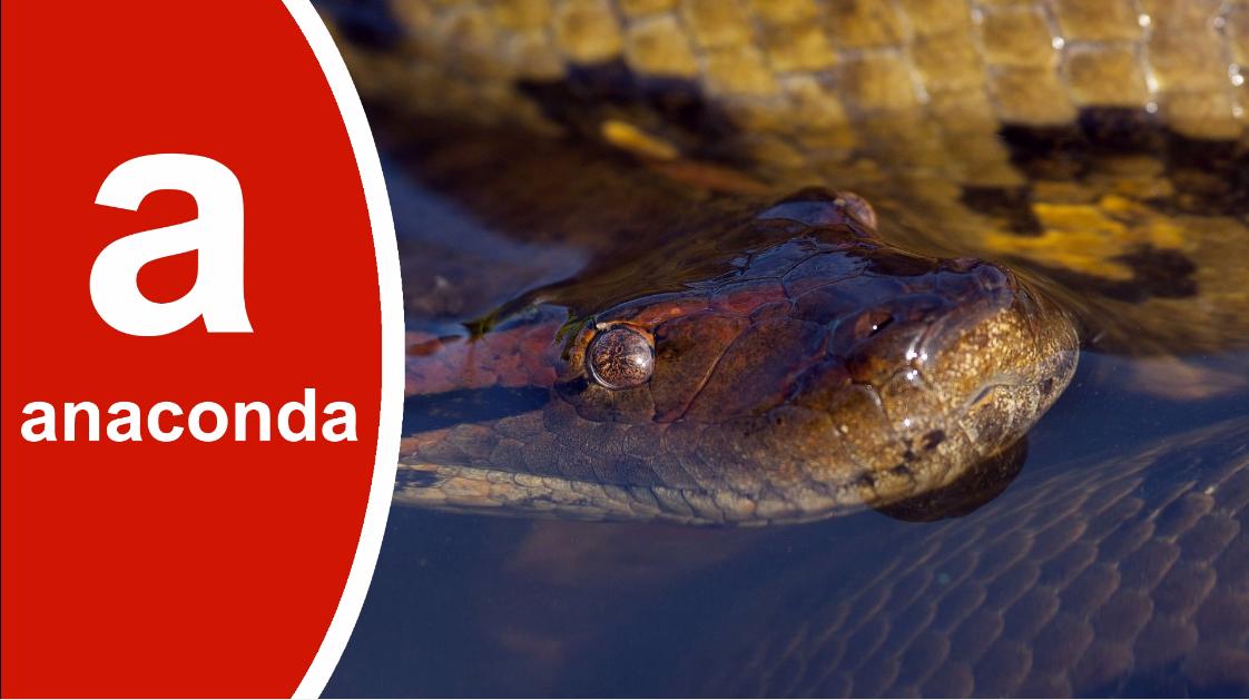 SaprizeWorld's tweet image. What 10 animals begin with the letter a? Learn to pronounce them too!

#lettera #learnanimals #learnletters

youtu.be/94FCv_rjjPQ