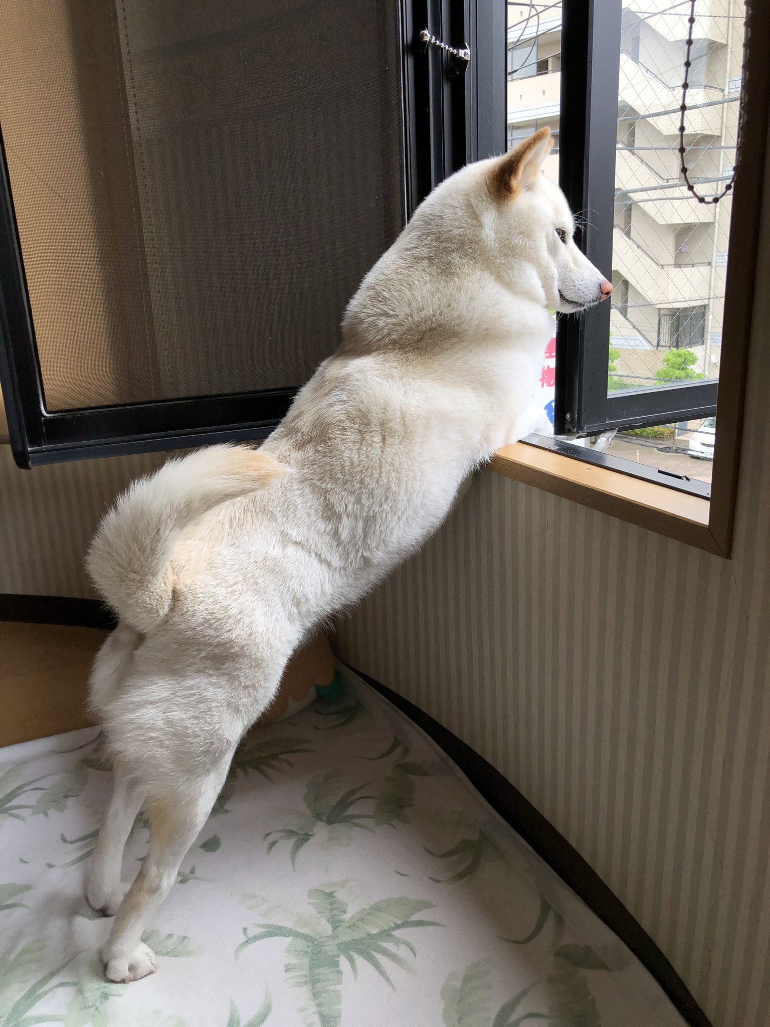 チョビ からのふて寝 T Co Uzgfim8gvy Twitter