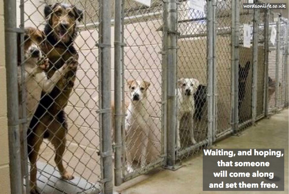 wordsonlife's tweet photo. #AdoptDontShop  .. https://t.co/PY65J4iQyu